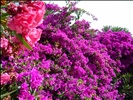 Bougainvillea